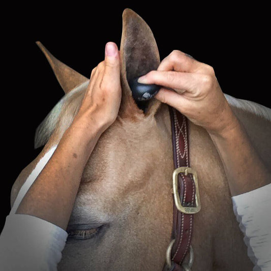 Plughz 2 Pair Ear Plugs in Black - Warmblood / X-Large